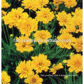 2015 Latest Coreopsis basalis seeds for sale